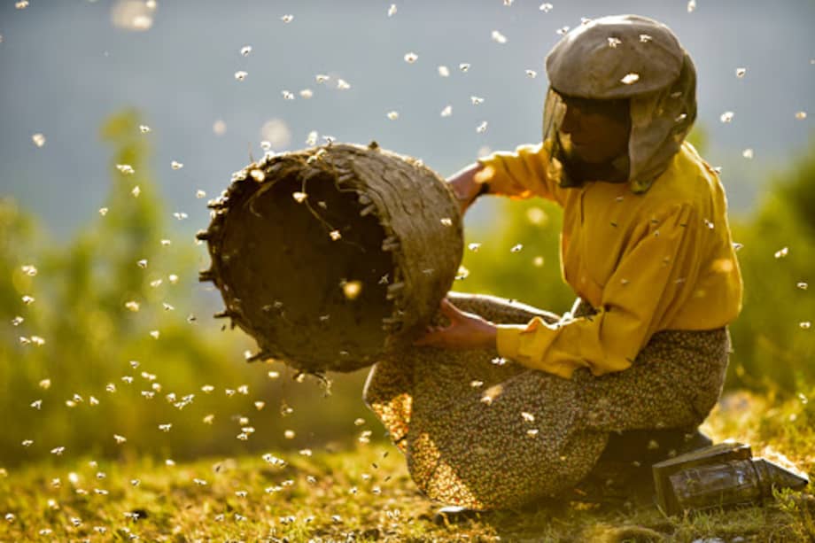 Imagen de una de las escenas de "Honeyland", un filme de Ljubomir Stefanov y Tamara Kotevka que retrata el equilibrio delicado entre el género humano y la naturaleza. / Cortesía