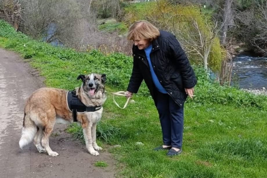 Pastora es una perrita anciana, de gran tamaño y con leishmania canina, una enfermedad parasitaria y crónica.