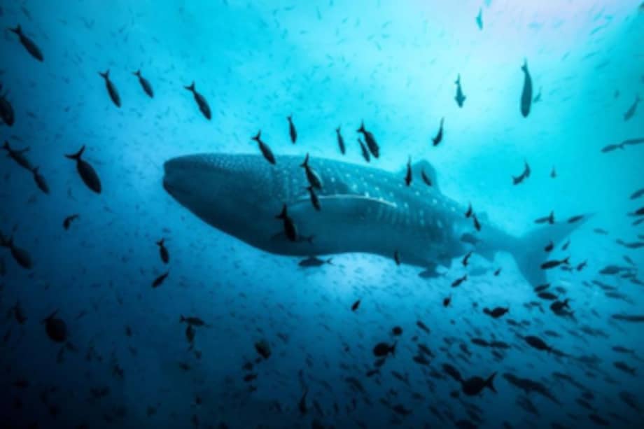 Este anuncio implica una duplicación de las áreas protegidas marinas.