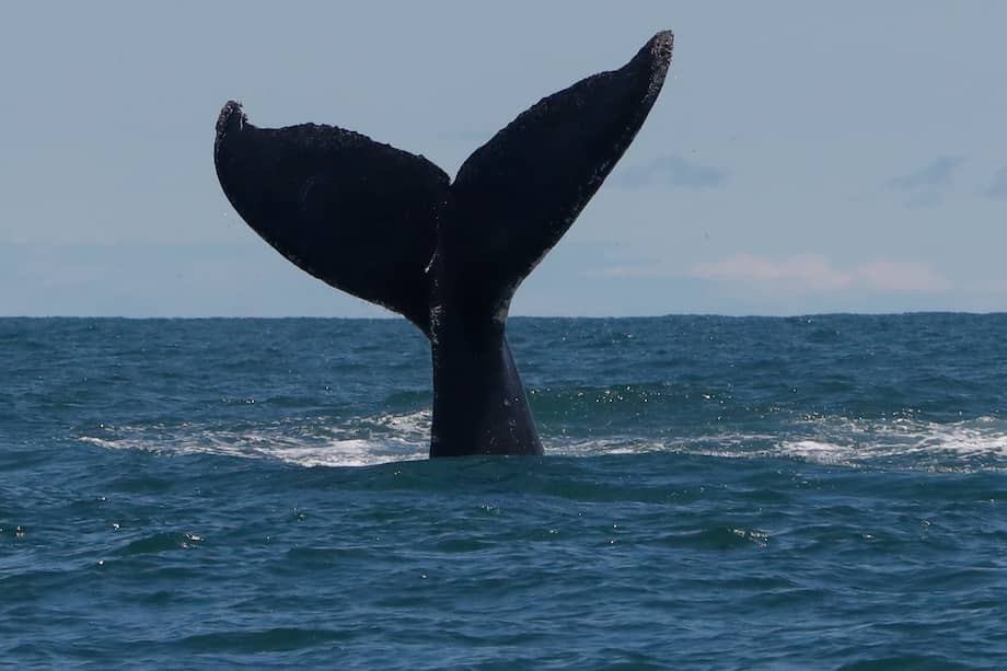 Entre julio y noviembre, miles de ballenas jorobadas dejarán atrás las aguas heladas de la Antártida para emprender un viaje de alrededor de 8.500 kilómetros hasta el litoral colombiano, donde encuentran condiciones ideales para reproducirse y dar a luz a sus crías.