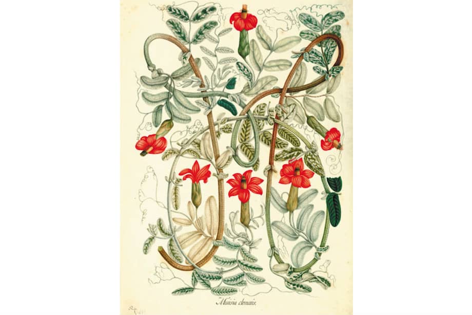 Una de las imágenes dibujadas durante la Expedición Botánica, presidida por José Celestino Mutis. / Cortesía Real Jardín Botánico-CSIC