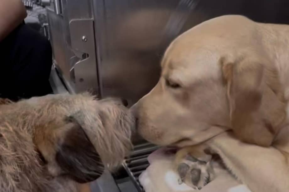 Dogo pasó de ser un paciente abandonado a una presencia clave en el cuidado y acompañamiento de otros animales.