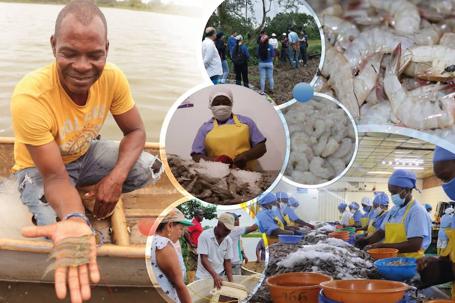 Proyecto Alianza Camarón de Tumaco.