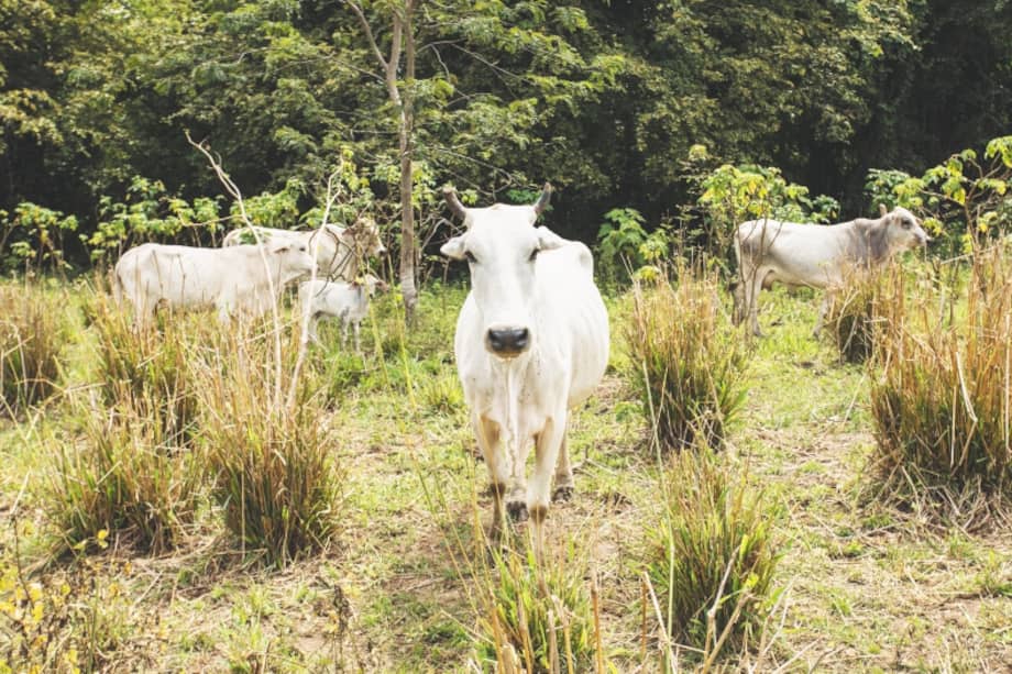 Por el fenómeno de El Niño, unos 3.000 animales murieron por hambre y golpes de calor en 2012 en el Patía. / Comunicaciones CIAT