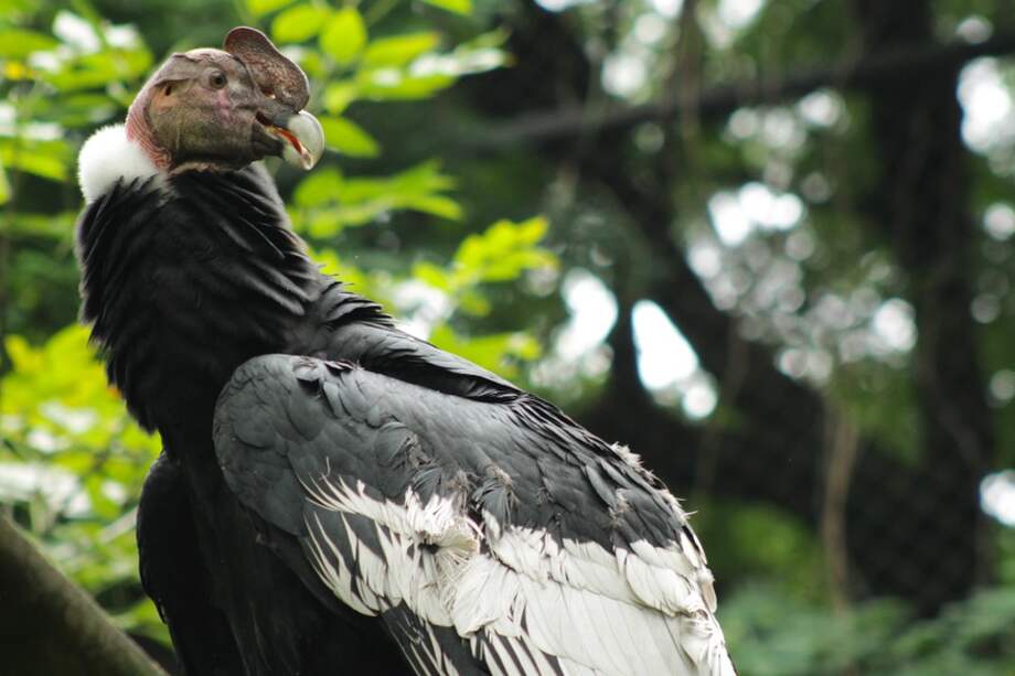 El individuo se encontraba desde hacía 8 años en el Parque de la Conservación en Medellín, luego de haber llegado procedente de Chile.