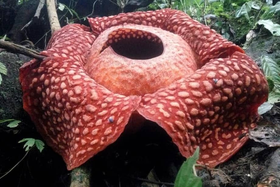 La flor más grande del mundo tiene 111 centímetros de diámetro. / AFP - WEST SUMATRA BKSDA