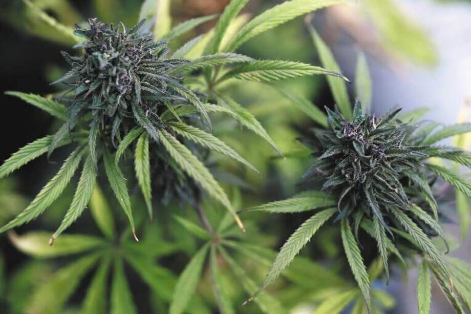 En Colombia, el Minsalud ha recibido 374 solicitudes de licencias de fabricación de productos derivados del cannabis. / Óscar Pérez