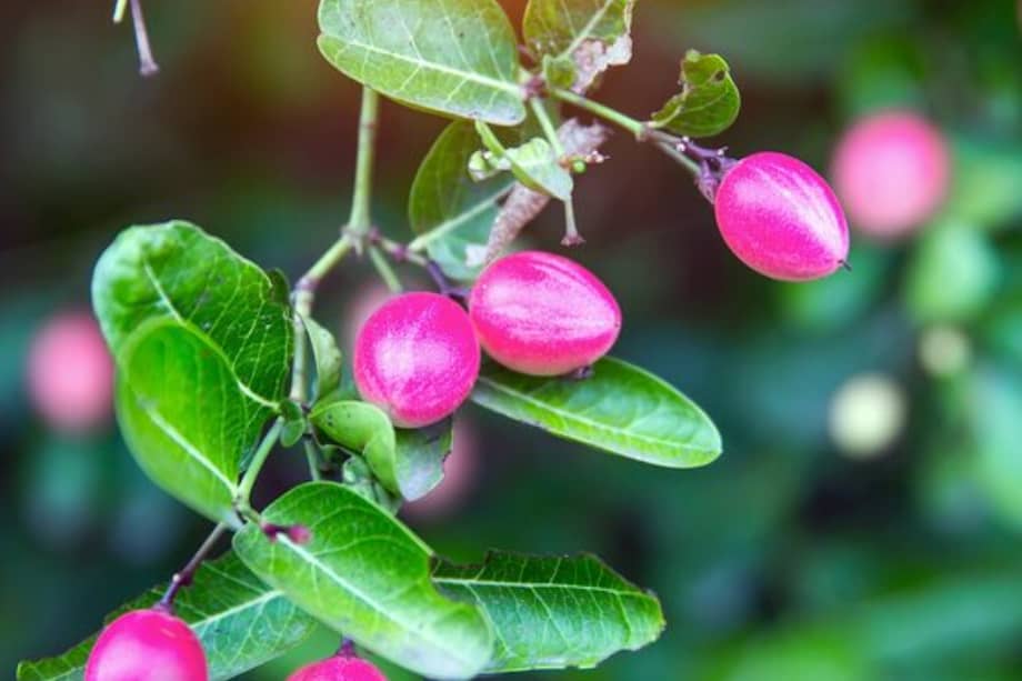 Más allá de su valor ornamental, destaca por su follaje brillante y por esos frutos magenta que no solo llaman la atención.