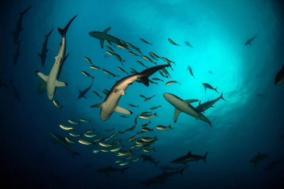 Imagen compartida por la Armada Nacional en abril de 2019 luego de la captura de seis embarcaciones de pesca ilegal en Malpelo.
/ Parques Nacionales y Armada Nacional.