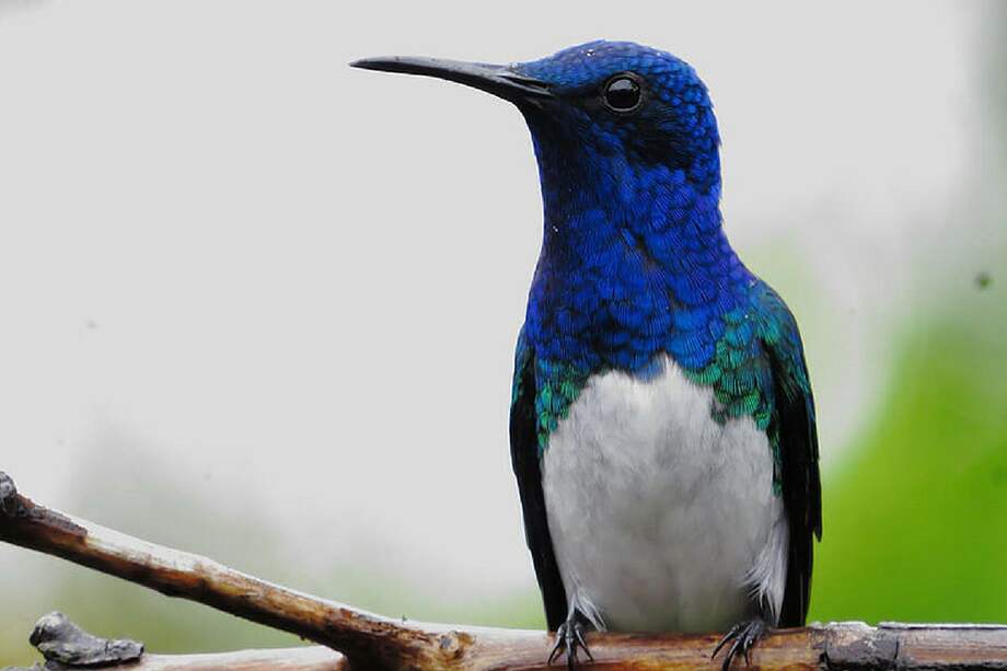 Según la Corporación Autónoma Regional del Valle del Cauca (CVC), este departamento alberga alrededor de 725 especies de aves, sin contar las familias marinas. / Agencia de Noticias UN-