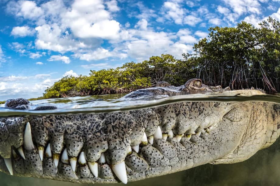 Imagen de referencia.