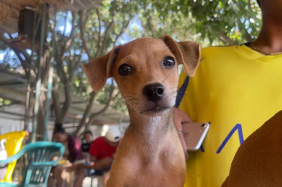 Más de 620 perros y gatos fueron esterilizados durante cuatro días de jornada en sectores vulnerables de Santa Marta.