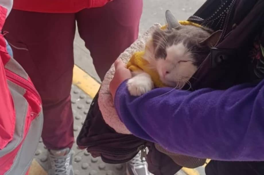 El BAR, en conjunto con la Policía, logró recientemente el rescate de un gato que presuntamente era utilizado con fines de mendicidad.