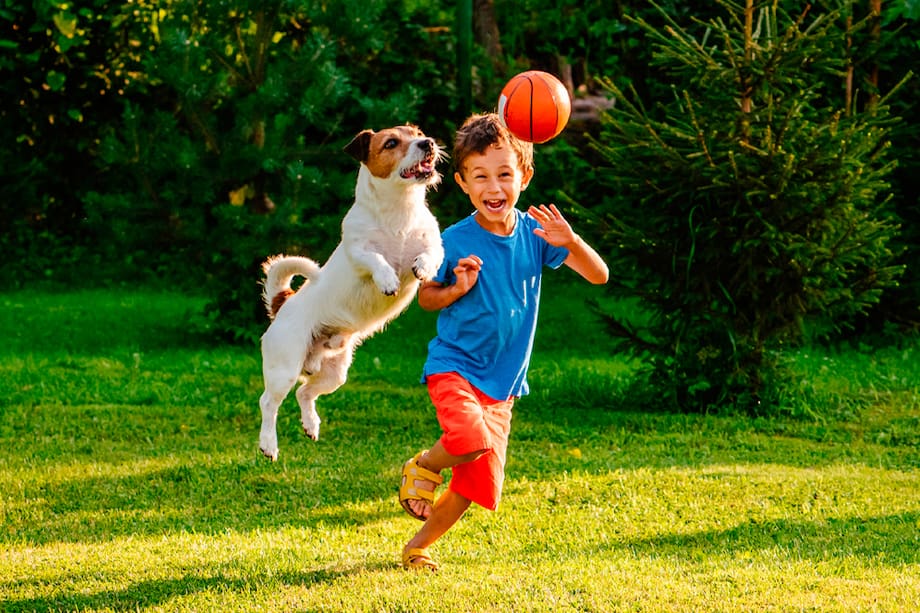 Conoce las razas de perros más juguetonas y que serán la mejor compañía para tus niños.