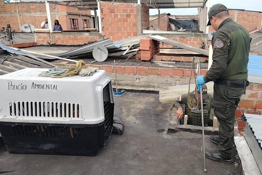Tres perros rescatados en Cali fueron trasladados al Centro de Bienestar Animal para recibir atención veterinaria, mientras avanza la investigación por presunto abandono y maltrato.