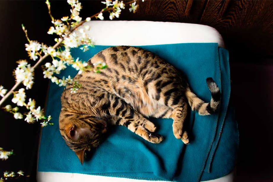 Desparasitante para gatos: conoce cuándo suministrarlo