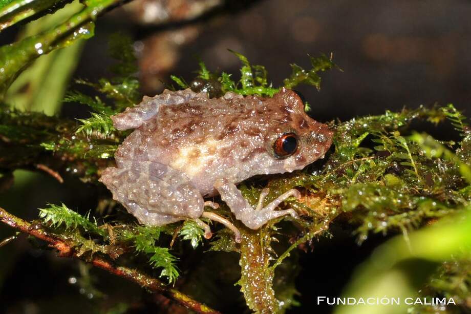 Pristimantis alius y Pristimantis inglés