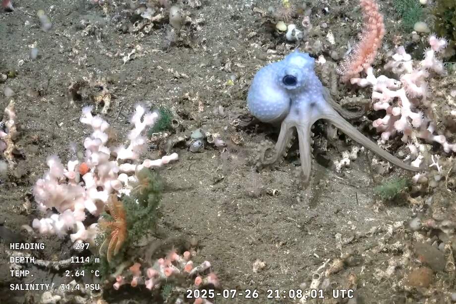 Captura de pantalla tomada de un video publicado por el Schmidt Ocean Institute y grabado por el ROV SuBastian mientras era comandado desde el buque de investigación oceanográfica RV Falkor (también) el 26 de julio de 2025, que muestra un pulpo a 1114 metros de profundidad en el Cañón de Mar del Plata en el Mar Argentino.