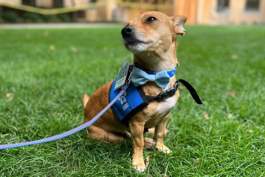 Benny superó con éxito las pruebas necesarias para obtener la certificación de perro de terapia.