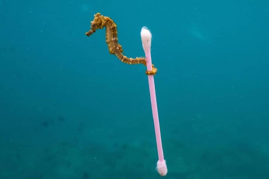 Tomada del Facebook de Justin Hofman