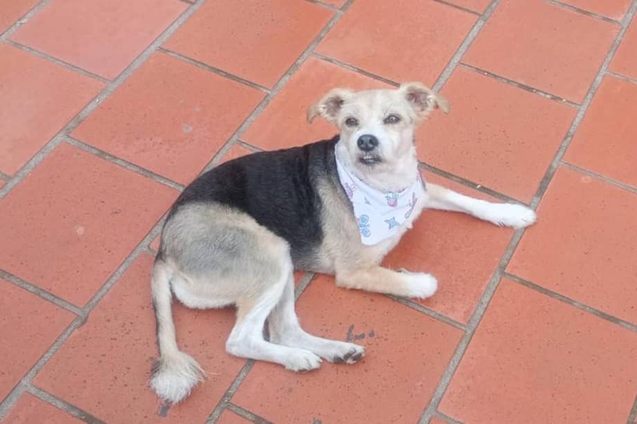 Conny es una perrita mediana y de pelaje tricolor (café, amarillo y negro).