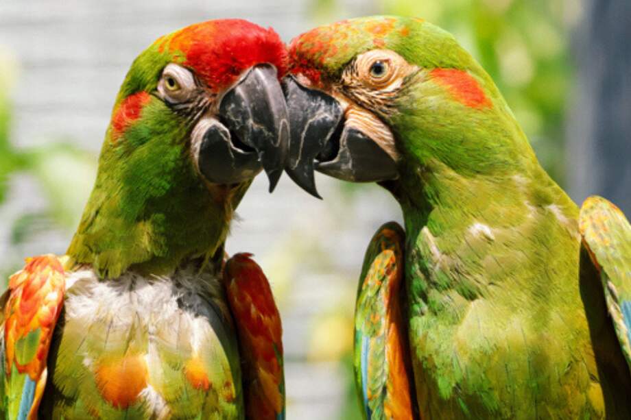 Dos guacamayos de frente roja, una de las especies de loros más amenazadas del mundo.