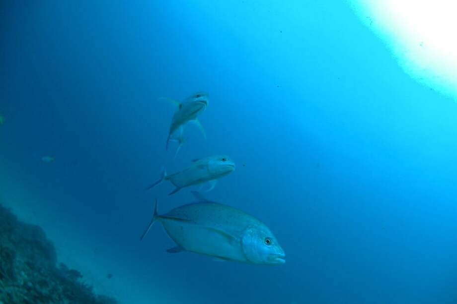 En el caso del atún rojo del Atlántico, el calentamiento del agua podría estar detrás de un aumento del 56 % en la acumulación de mercurio. / Pxhere