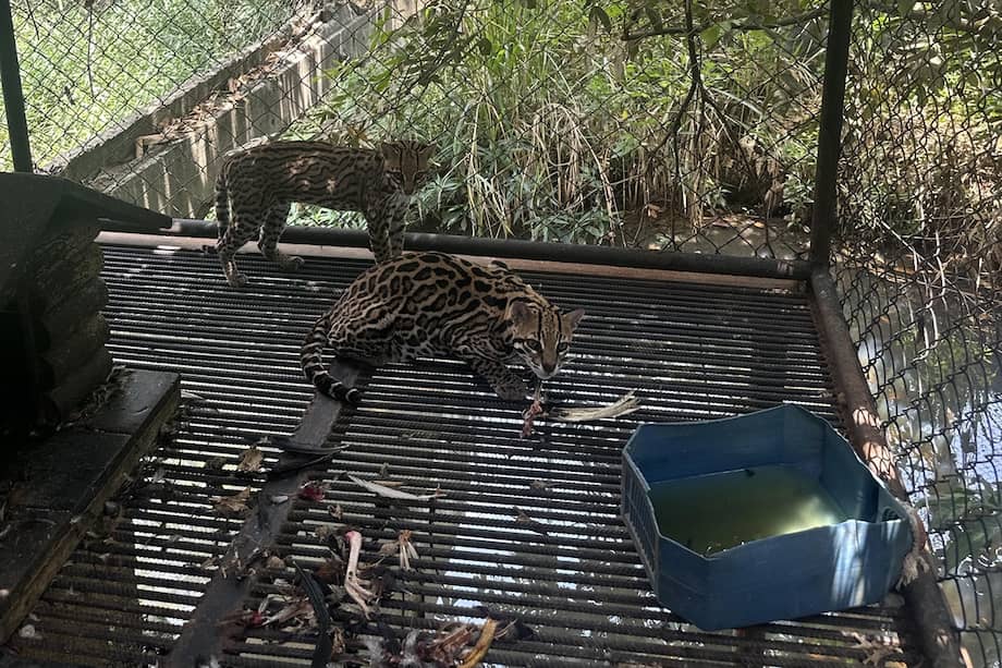 Imagen de los dos ocelotes en su jaula, en Jamundí.