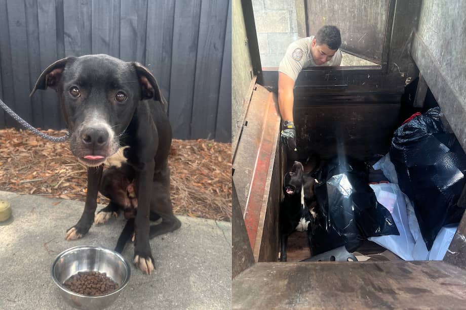 Actualmente, el perrito se encuentra en recuperación y están haciendo una recolección de fondos por GoFundMe para cubrir sus gastos.