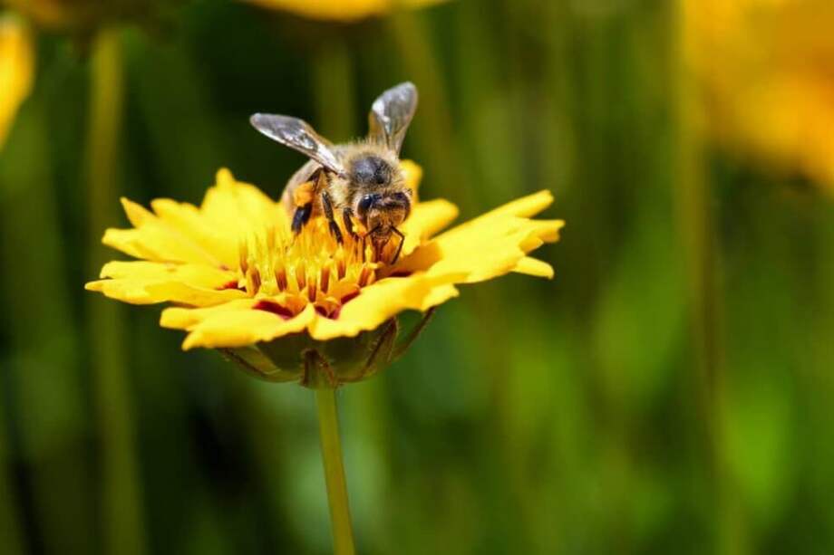 Esta no es la abeja "Megachile Pluto". / Pixnio