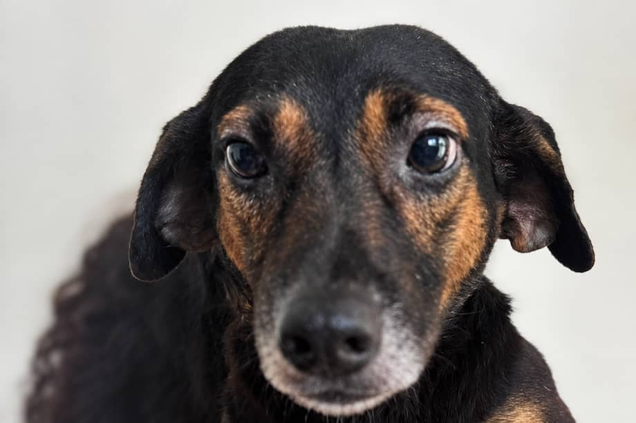 Fue diagnosticado con un hemoparásito, ehrlichia, un gusano en el corazón y TVT, un tipo de tumor transmisible que afecta principalmente a los perros.