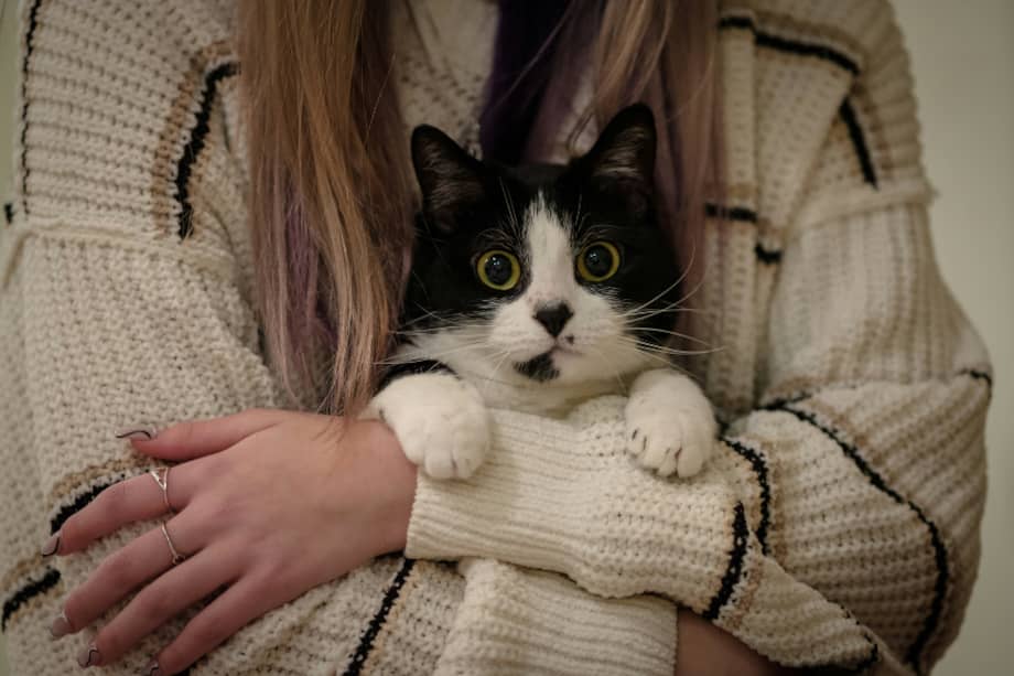 Los gatos demuestran afecto de una forma muy distinta a los perros.