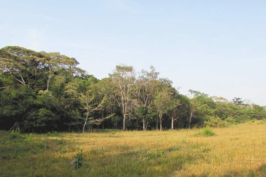 La deforestación aumenta la vulnerabilidad de los parches de bosque que aún están en pie. / María Meza
