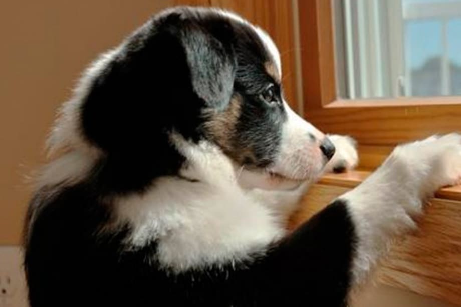 ¿Sabías que los perros sufren el abandono de sus dueños?