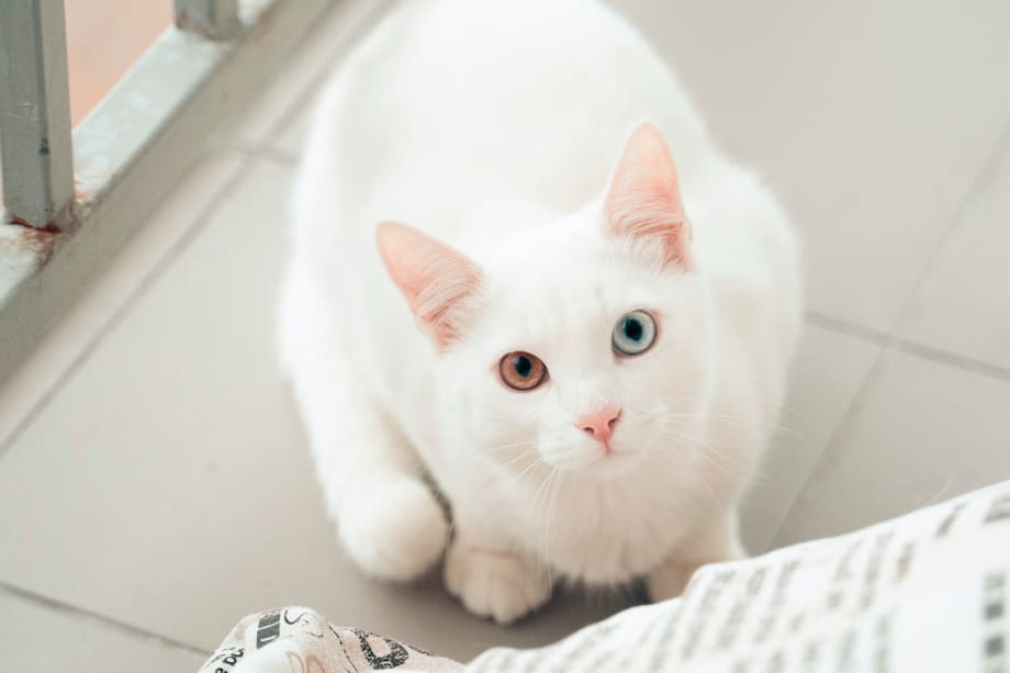 ¿Sabes cómo limpiar el arenero de tu gato? Sigue este paso a paso