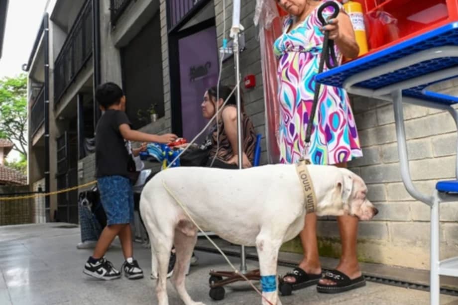 El acceso al servicio es sencillo y requiere que el tutor del animal realice el proceso de solicitud y validación a través de los canales oficiales.