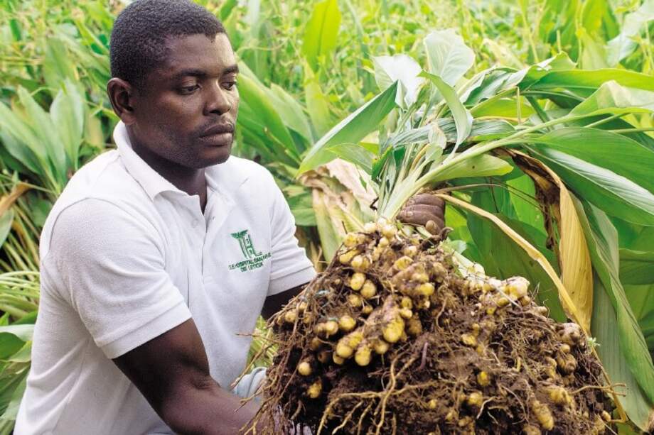 Eropananía logró vincular a 105 indígenas emberas y 100 afrocolombianos. / Fotos: Cortesía Corporación Reconciliación Colombia