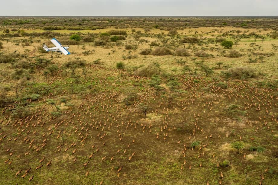 Imagen de la migración de mamíferos en el Paisaje Migratorio Boma-Badingilo.