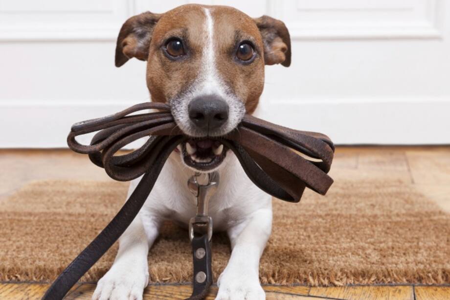 ¡Es hora de adoptar un animal!