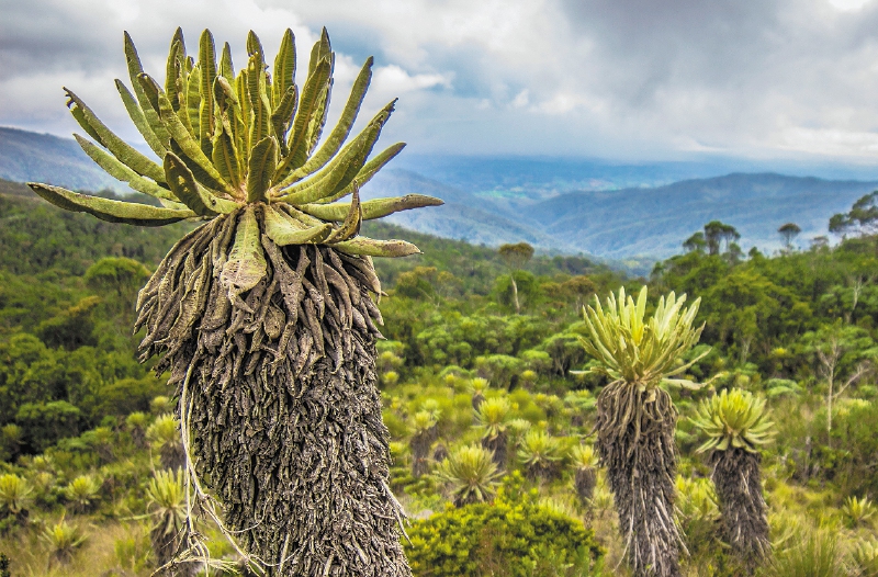 Qu Es Un Frailej n Cu l Es Su Relaci n Con El Agua Y Por Qu Es Vital Qu Es Un Frailej n Cu l Es Su Relaci n Con El Agua Y Por Qu Es Vital