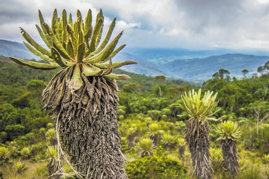 Belmira landscape, paramo, frailejones, espeletia, waterfall