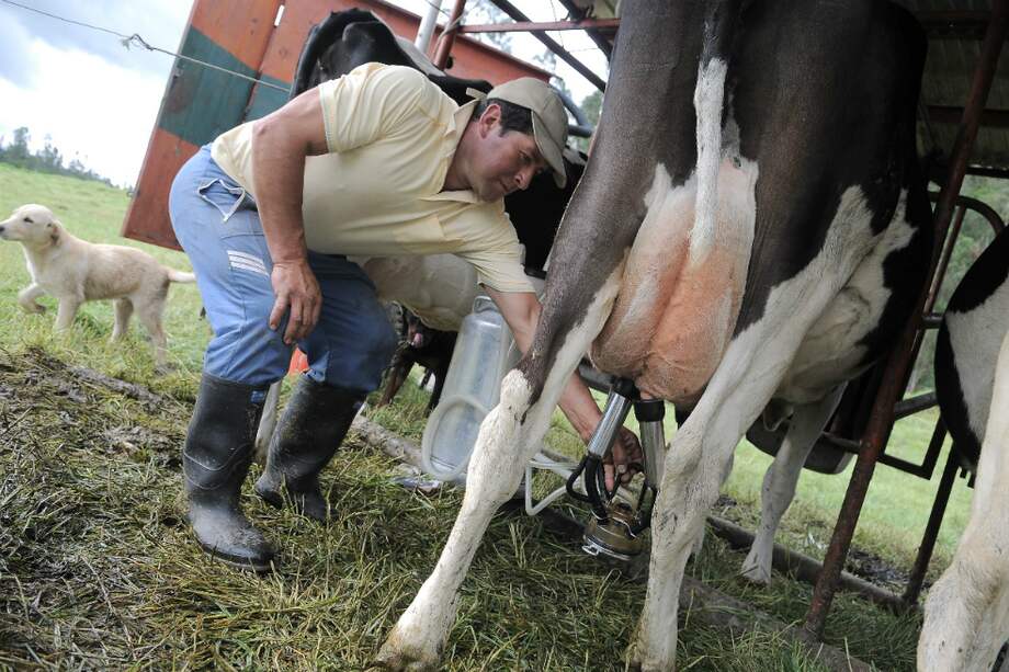 La producción de leche cayó 3,5 % en 2016, según el DANE. / Archivo