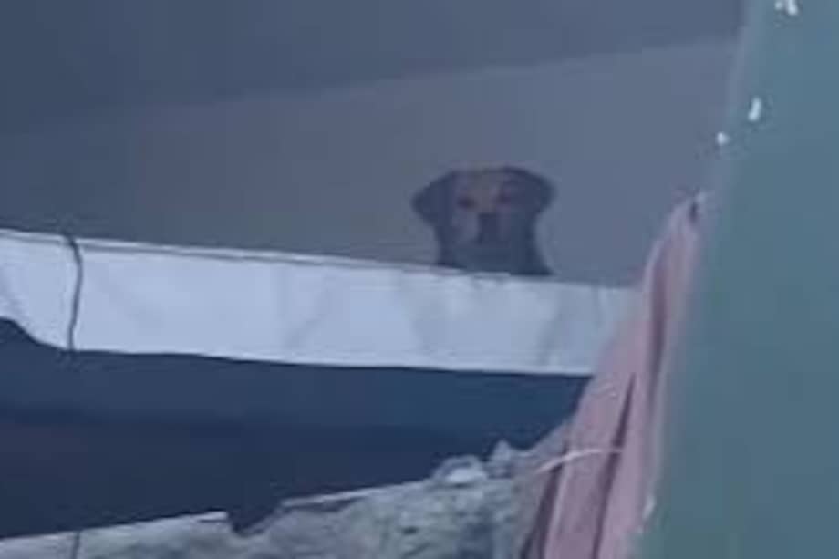 En el video se ve a Kiaria, la perrita atrapada en un edificio en Pereira.