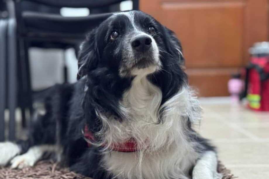 Archie es un perro de asistencia emocional de la Universidad Alexander Von Humboldt.