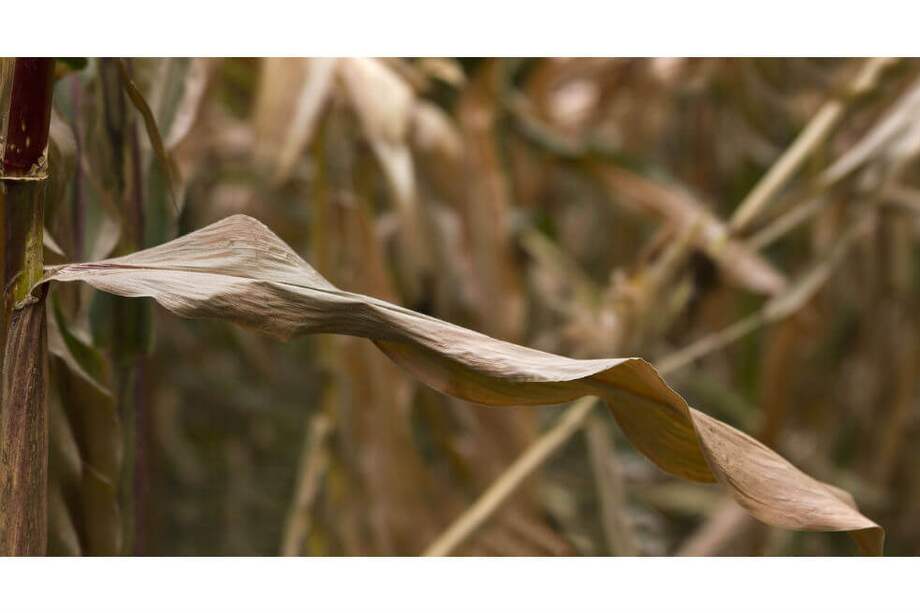 Al sumar los impactos de los diez cultivos, los datos arrojan que cada año se reducirá un 1% de todas las calorías disponibles para el consumo humano.
/ Pixabay