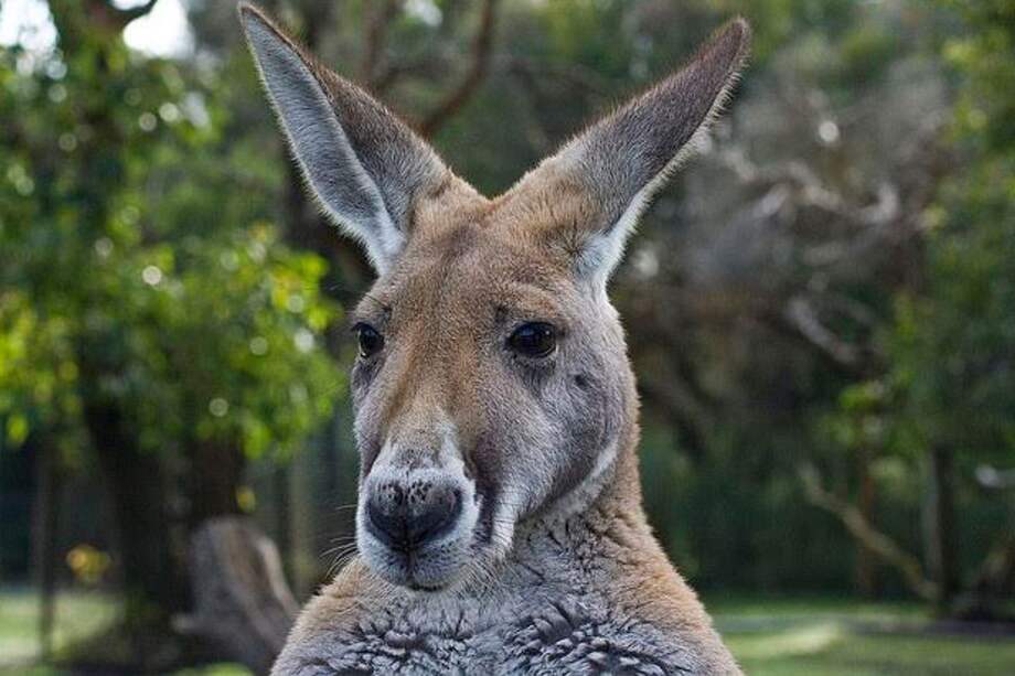 Junto a los canguros, otras 120 especies de mamíferos adoptan crías. / Flickr / Francesco