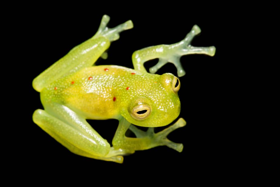 Los anfibios también se encuentran entre los grupos con mayor vulnerabilidad, con un 41 % de las especies en riesgo.