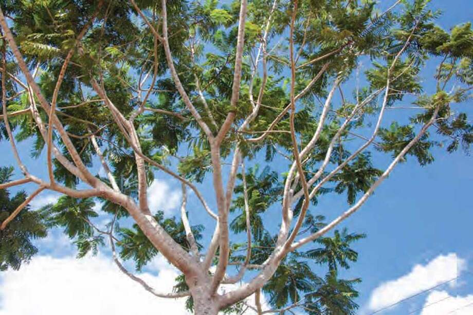 Guarango. (Parkia pendula) /Ana María Mejía