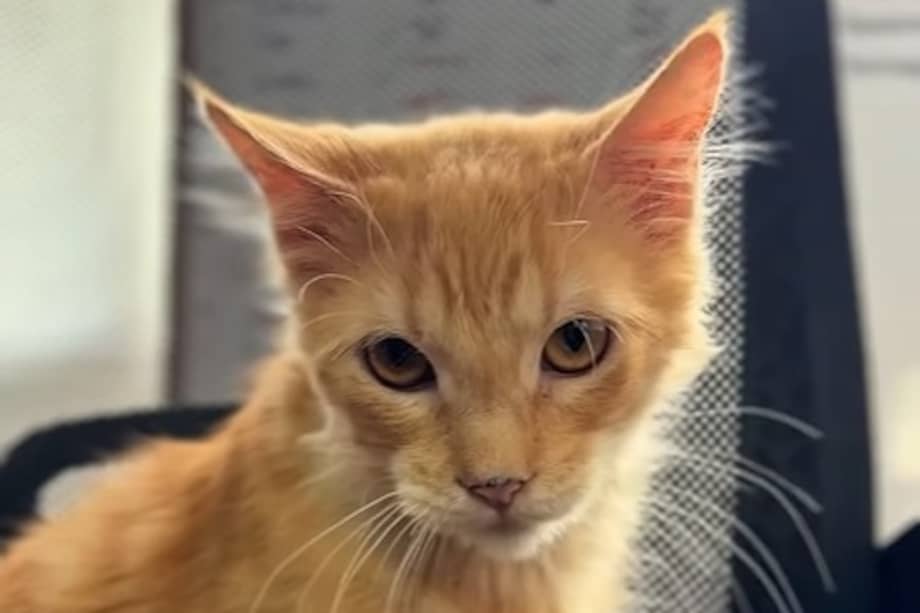 Sparkie es un gato naranja que llegó a la Fundación Por Amor a Rocky luego de una historia previa de abandono y condiciones adversas que afectaron gravemente sus riñones.