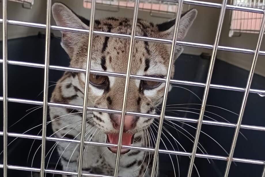 Este es el ocelote rescatado en Valle del Cauca.